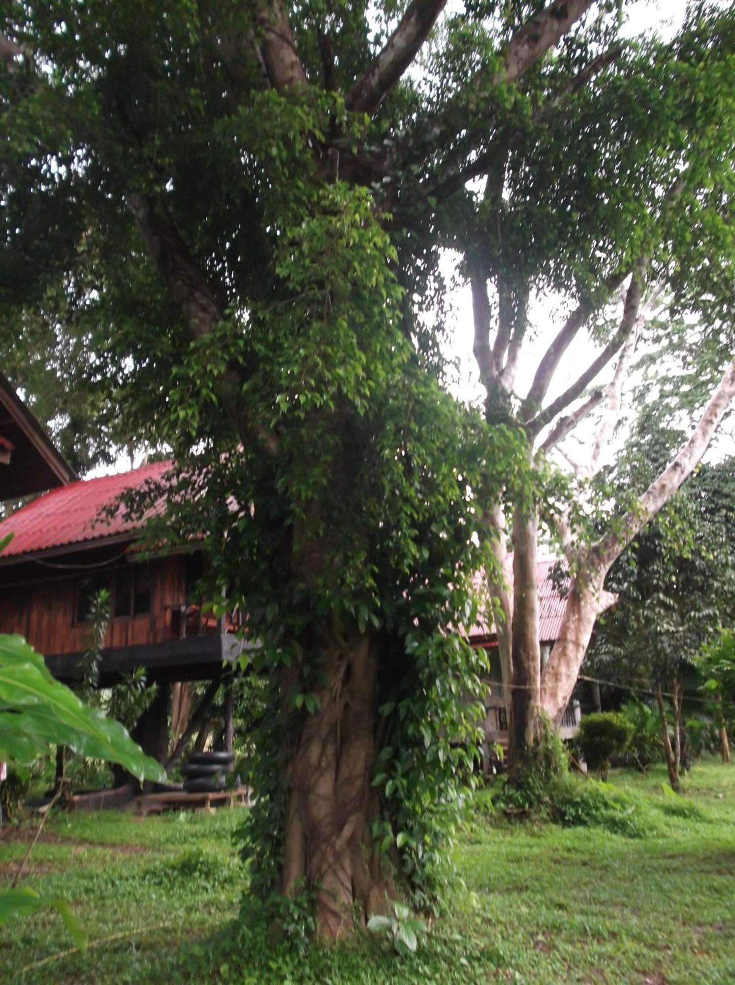 Hotel Bamboo House Khao Sok National Park Esterno foto